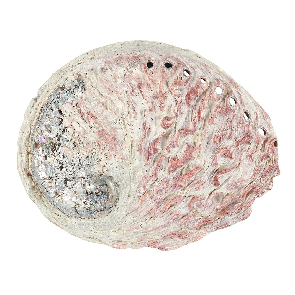 Abalone Shell