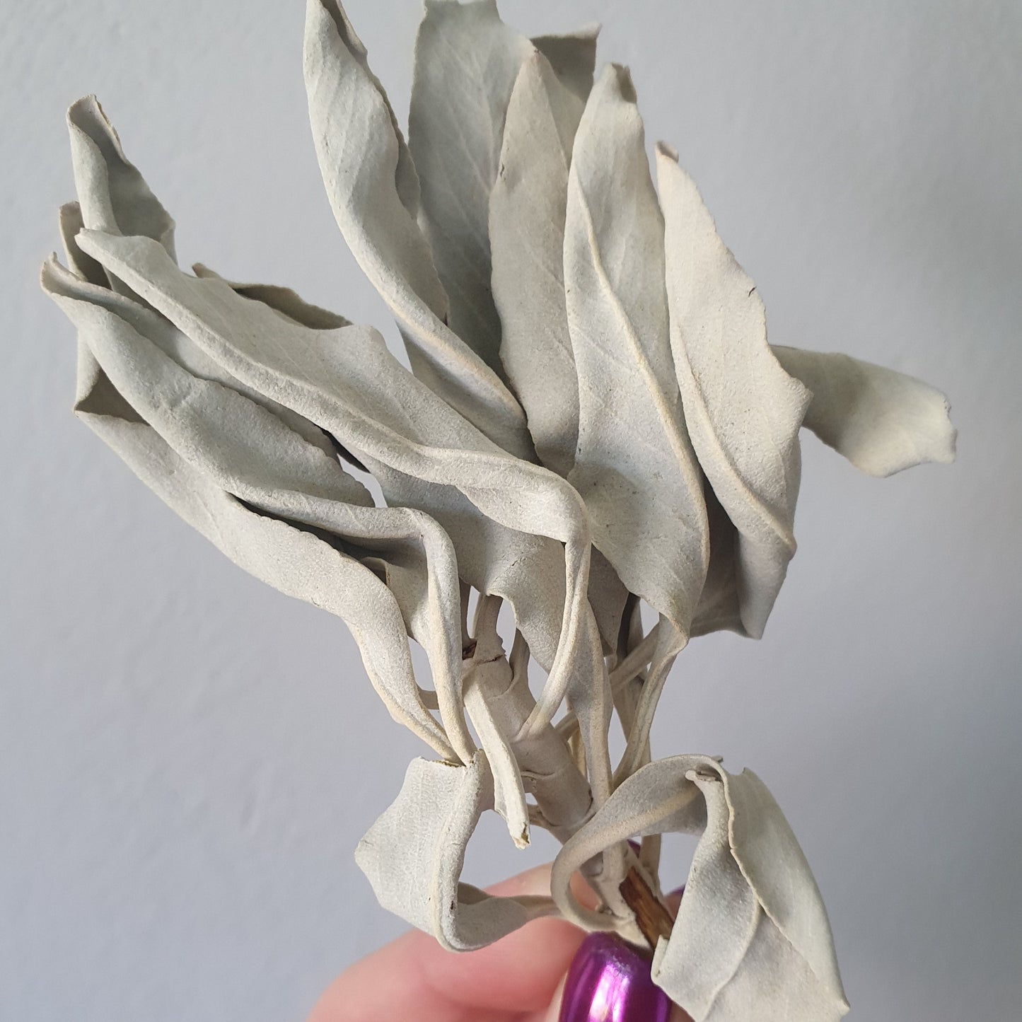 White Sage
