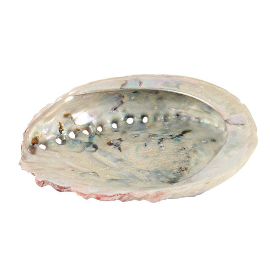 Abalone Shell